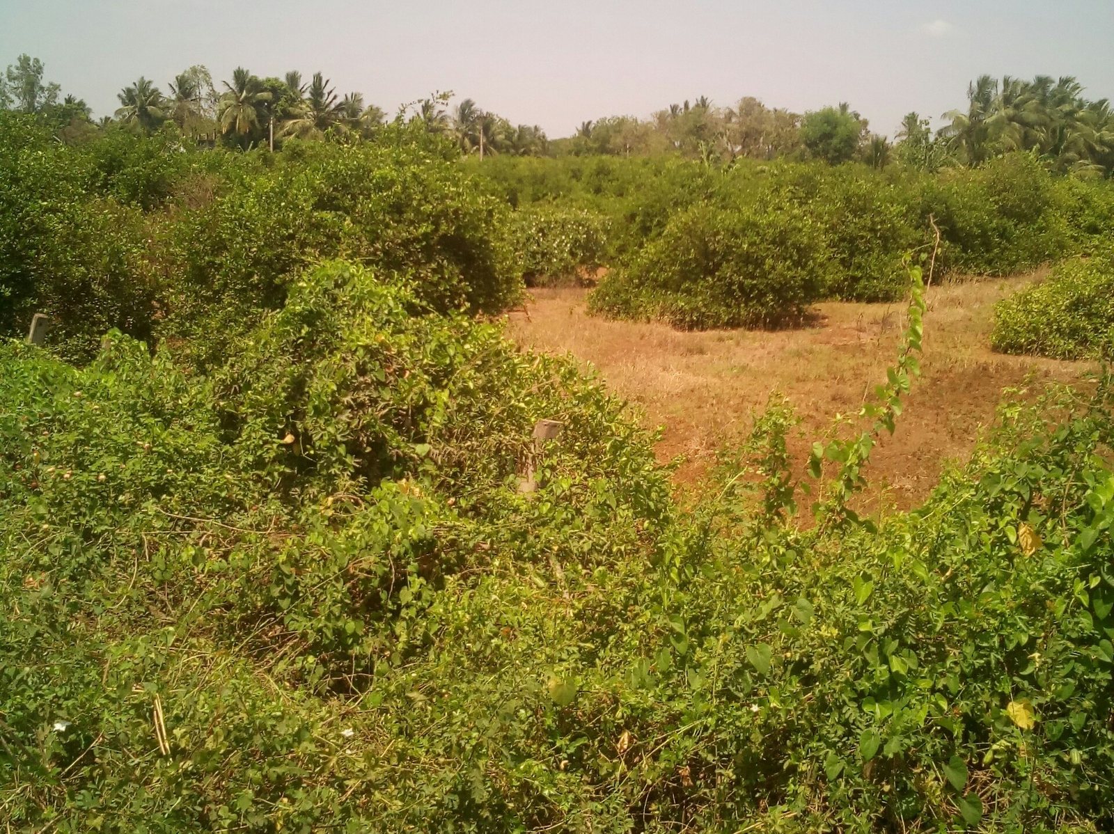 Rows of green trees on dry rural land