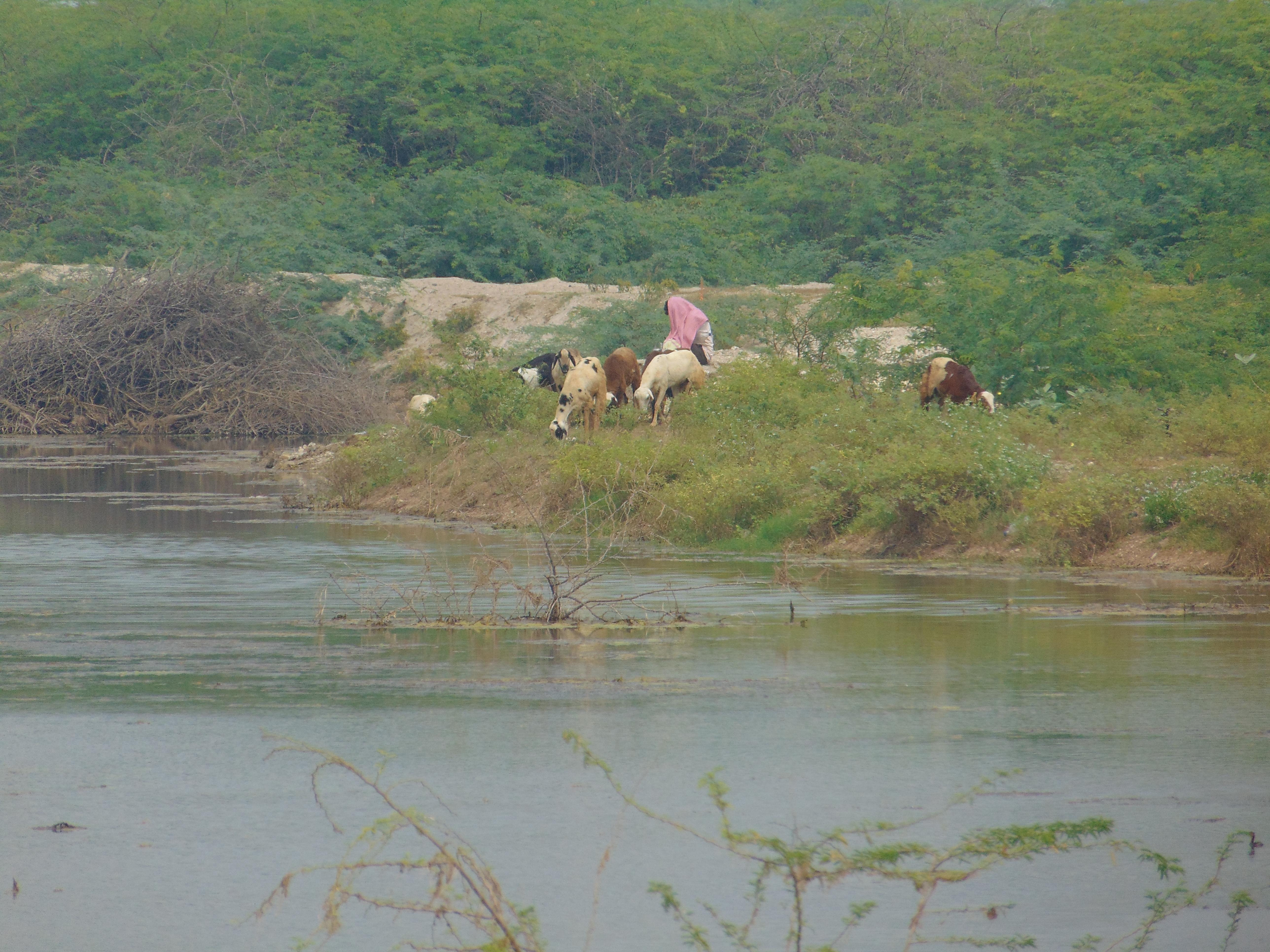 Rural village landscape in Andhra Pradesh